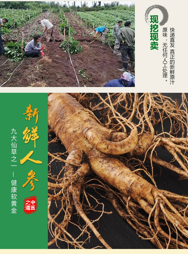 鲜人参详情_06.jpg